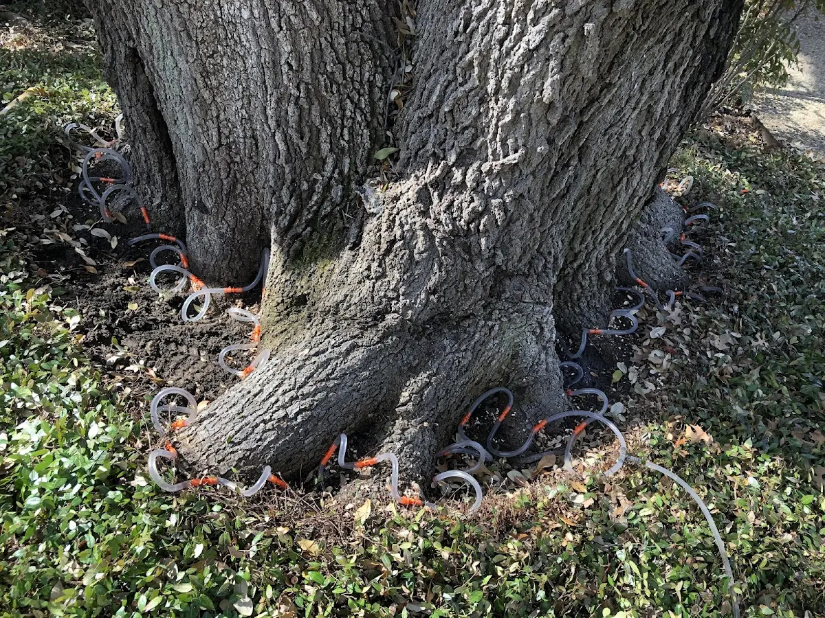 Detailed Tree Cabling and Bracing job site in Eau Claire