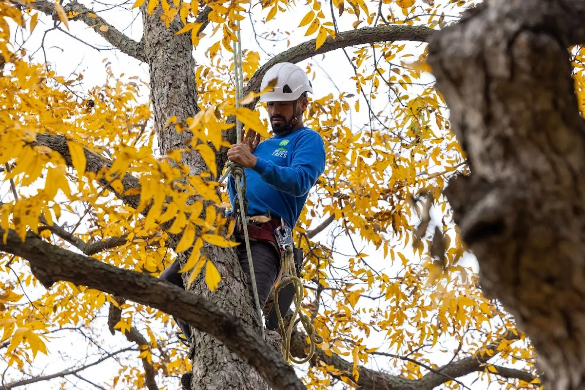 Skilled Tree Planing crew working in Eau Claire