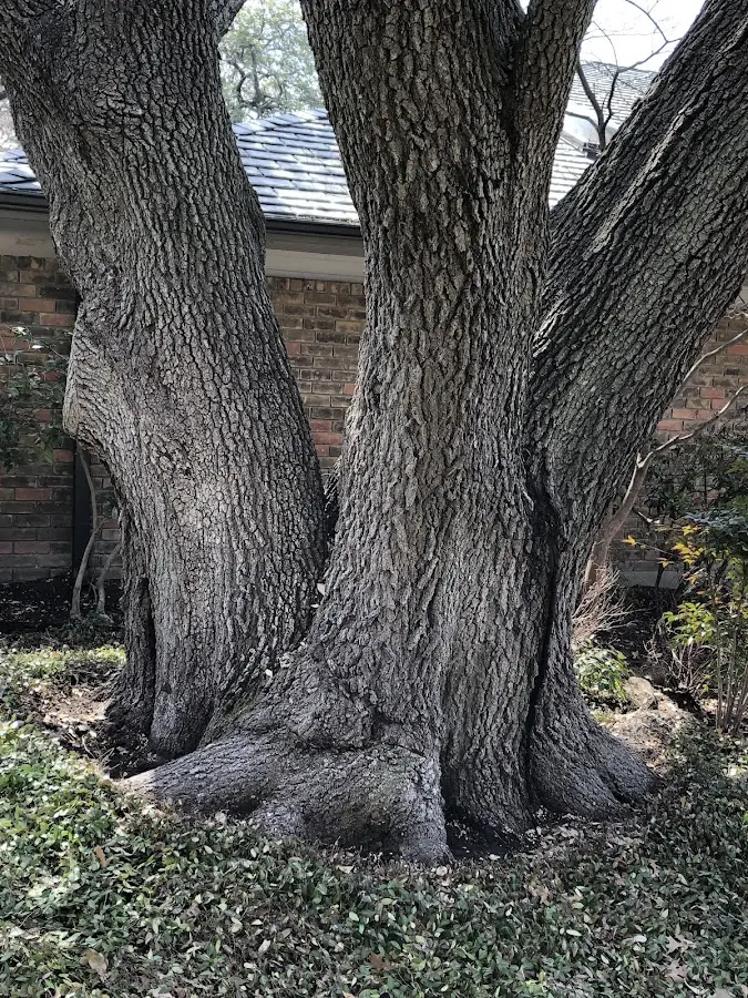 Mature heritage tree close to a Eau Claire property cared for by certified arborists